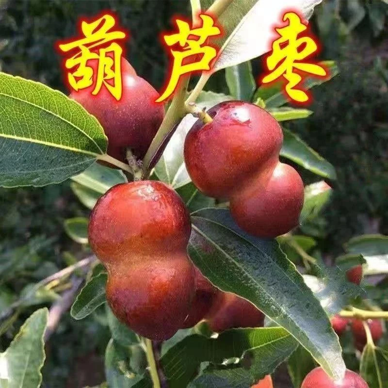 葫芦枣树苗活苗当年结果地栽枣子树苗南方北方种植枣树嫁接苗特大