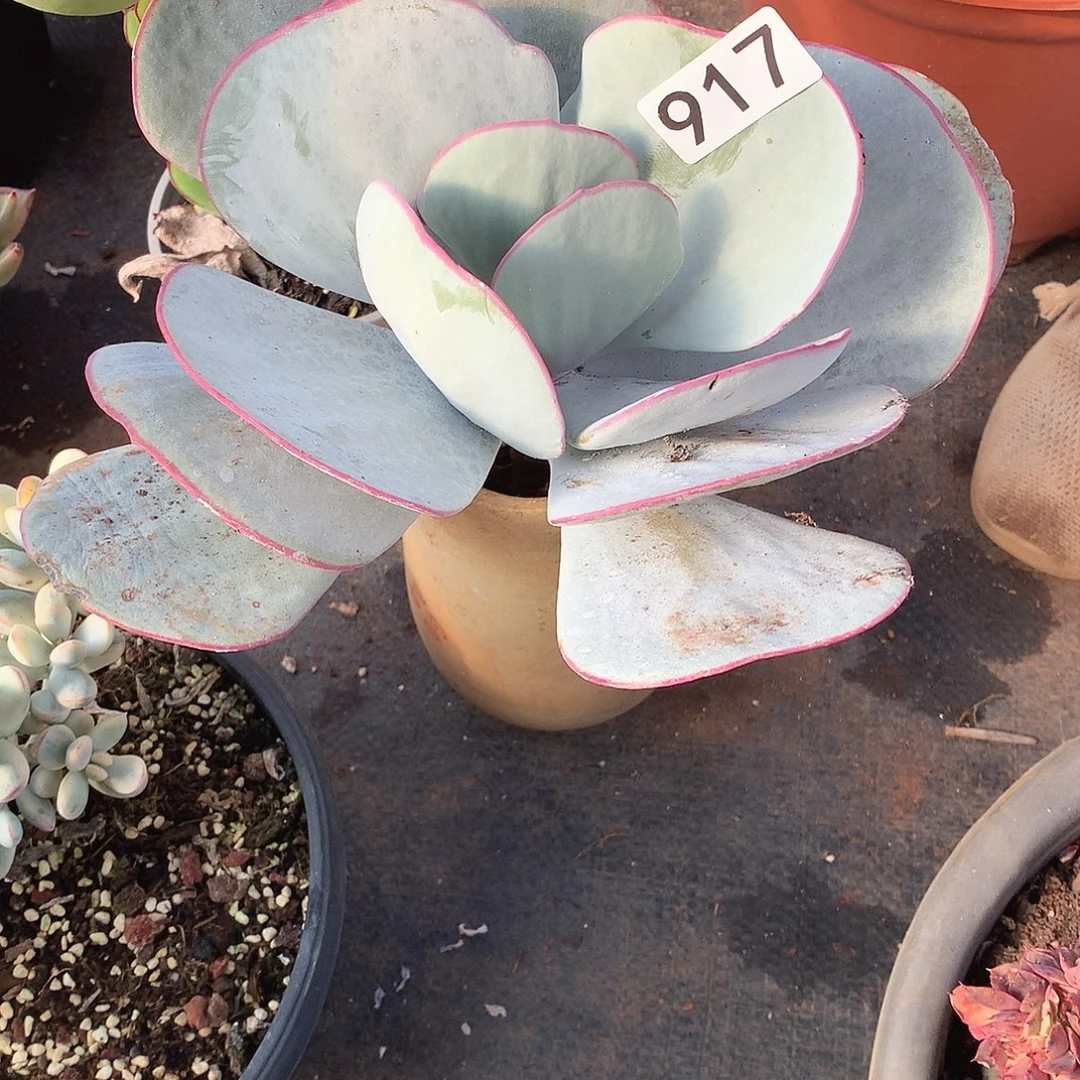 917白眉 一物一拍多肉