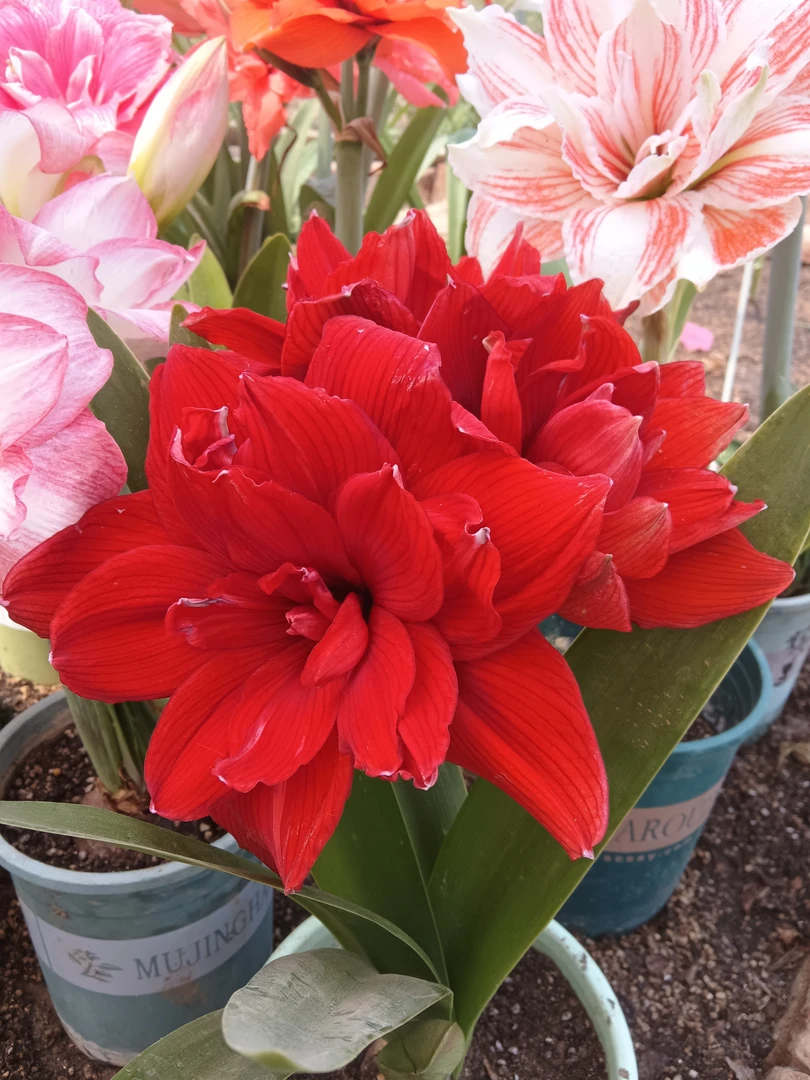 重瓣朱顶红双龙种球四季开花耐寒清香可阳台盆栽的观花植物