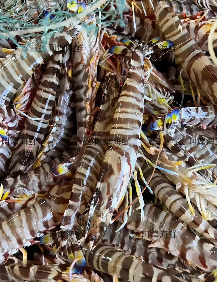 虾中爱马仕【蓝尾斑节虾】 野生有个别松头漏头 顺丰包鲜到家