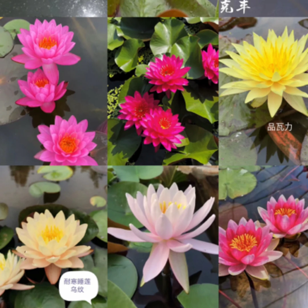 宠粉福利特惠（耐寒睡莲）水生花卉 有土有水有阳光就可养活