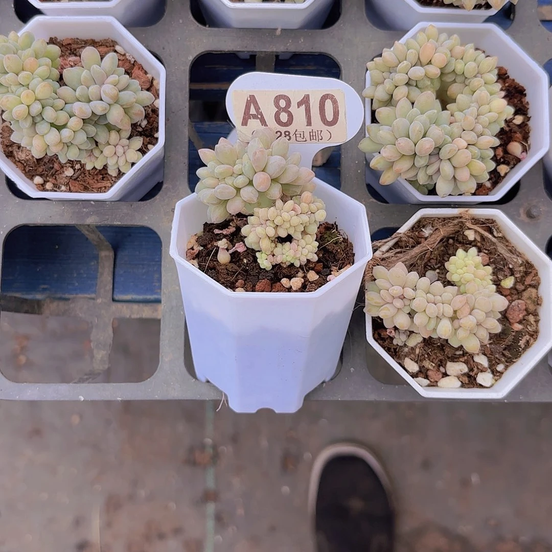 可***爆A810最美人一物一拍