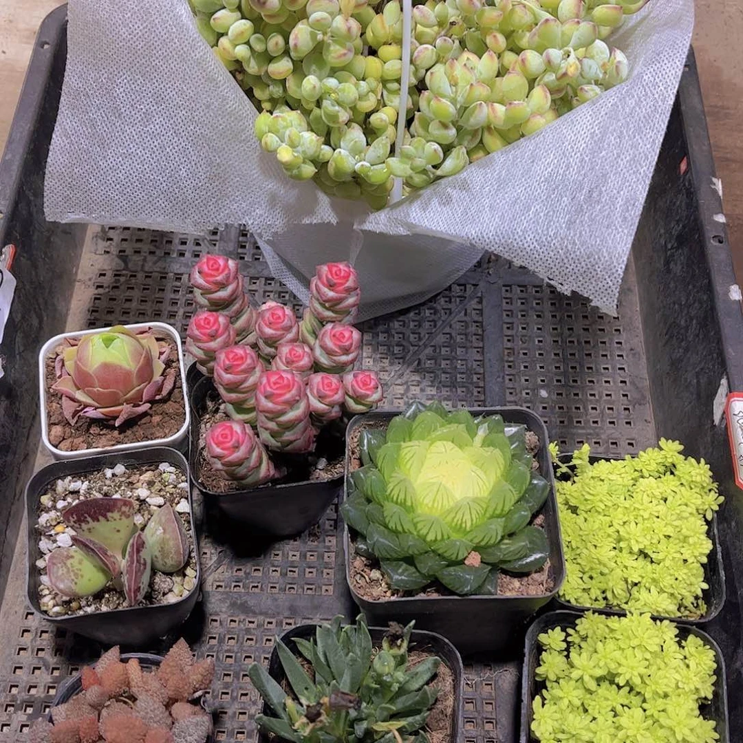 多肉925多肉植物