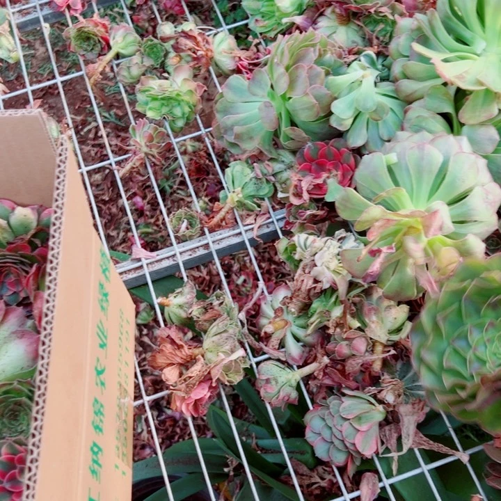 砍头苗一箱多肉法师