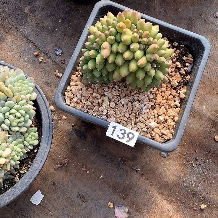 139千代田 一物一拍多肉