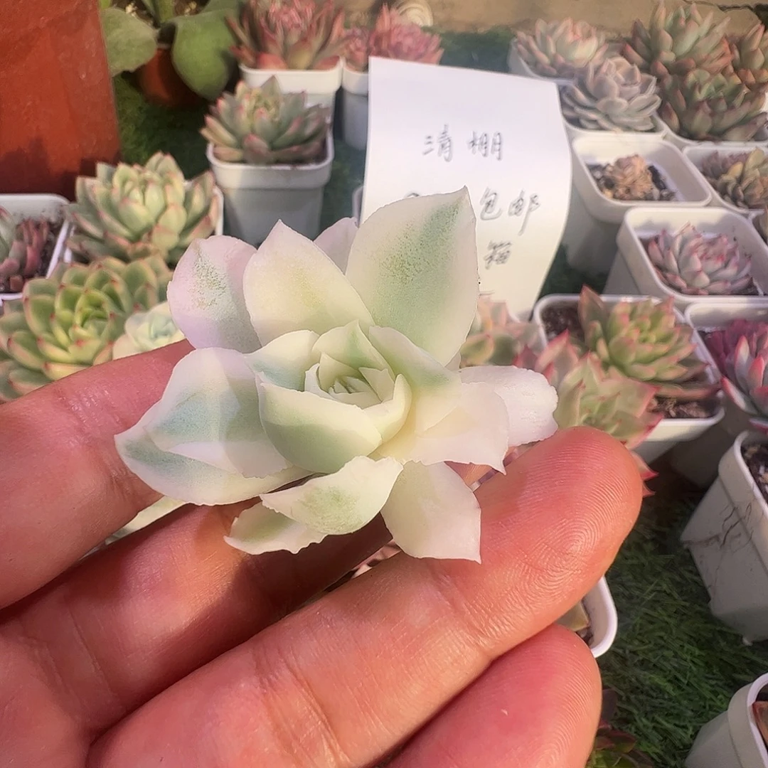 睿***儿多肉植物多肉植物