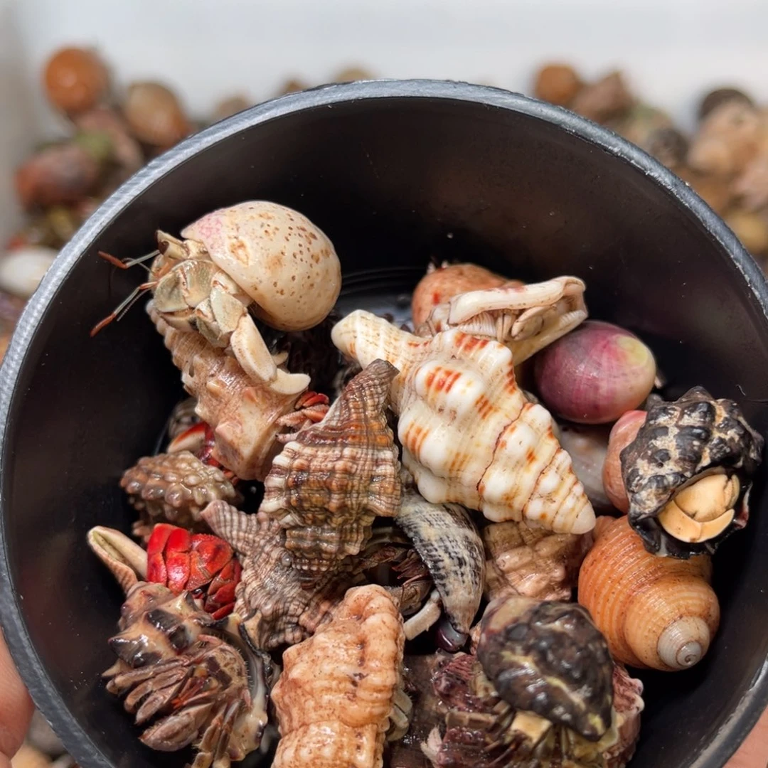 朱***力那是一条有温度但不能吃甜食但不要