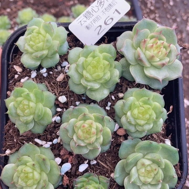 云糖心多肉植物261