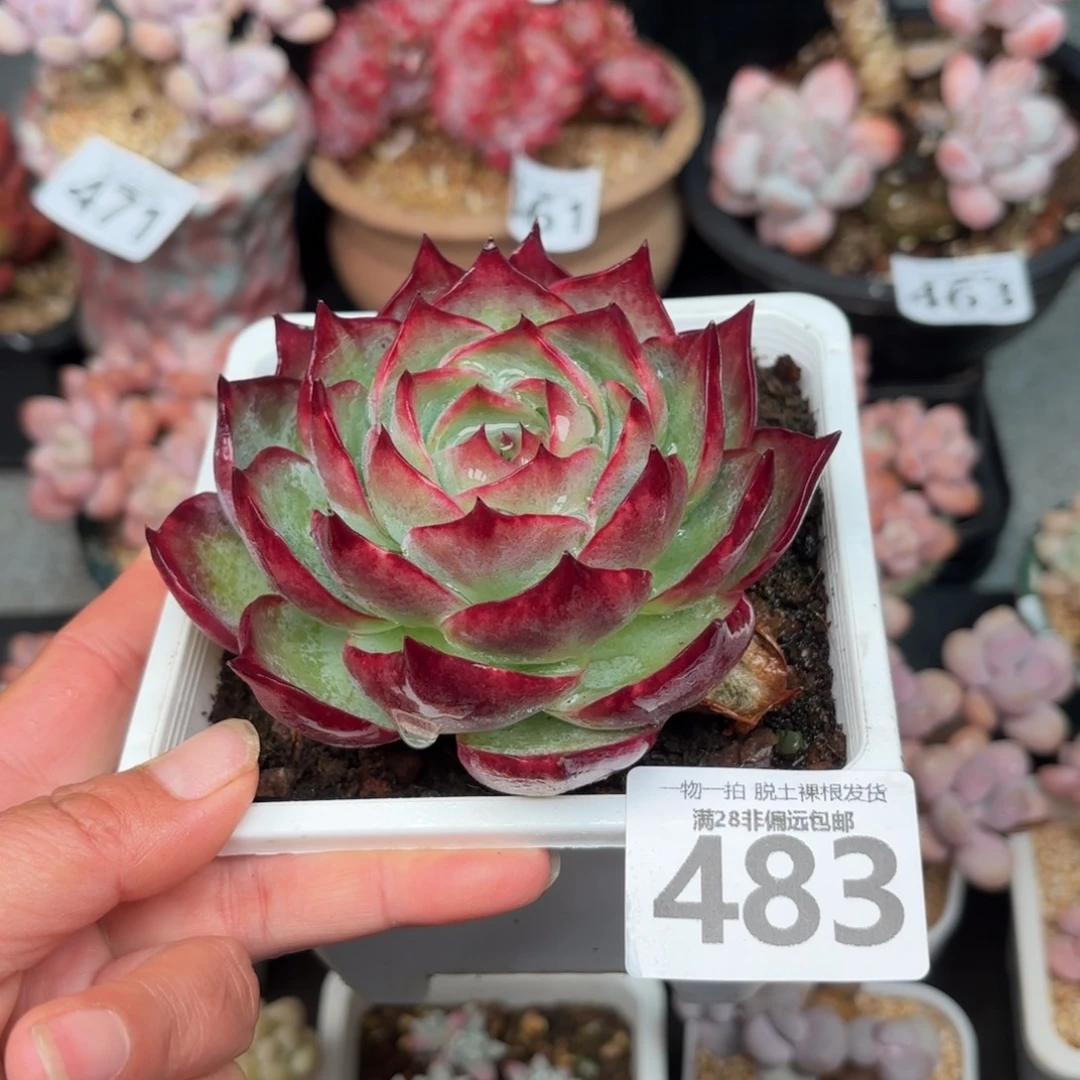 大惊鸿仙子无盆土发货