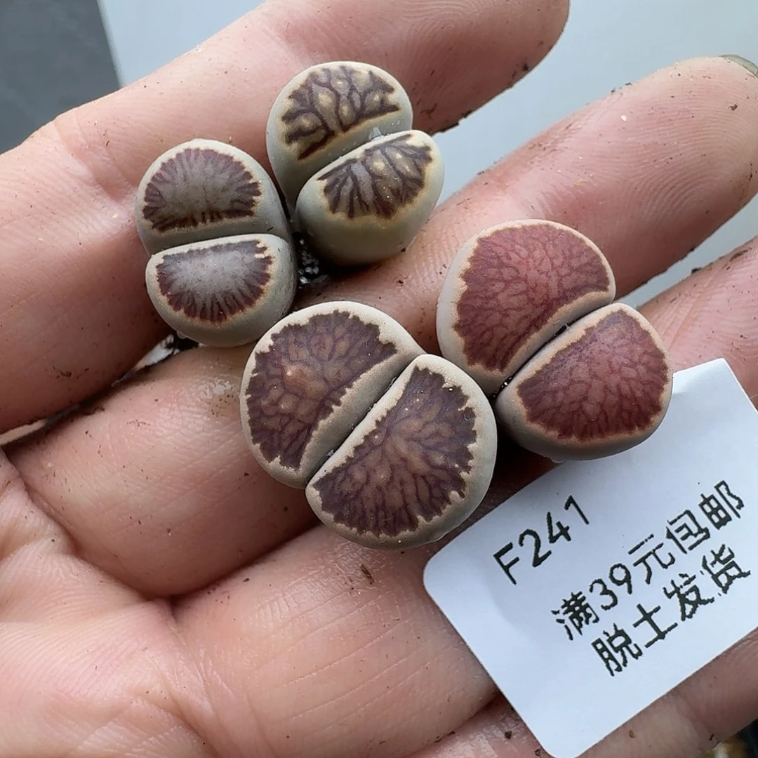 一***稳241多肉哈哈哈哈哈哈哈哈
