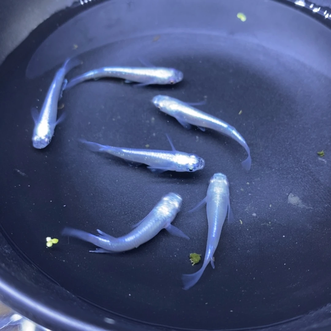 青鳉鱼蓝色蓝色6号