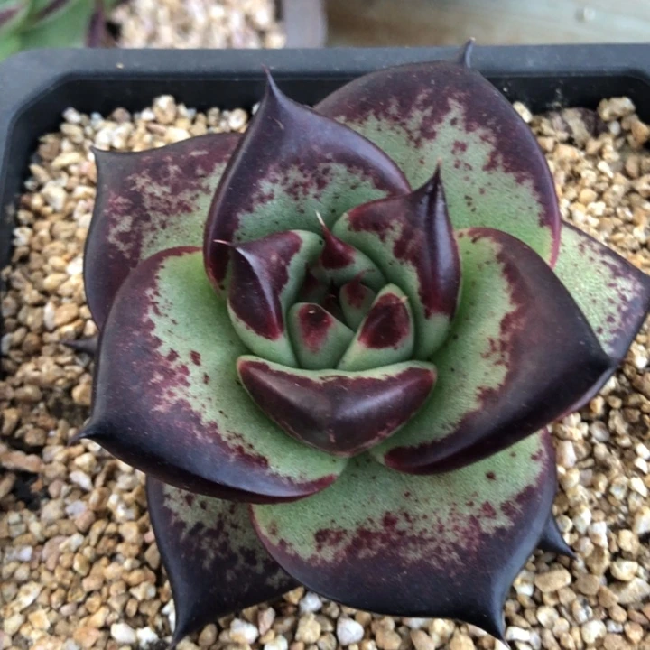 小脸元宝体000000000000031