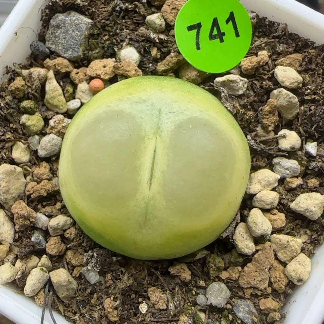 啾啾拉登2.3多肉植物741