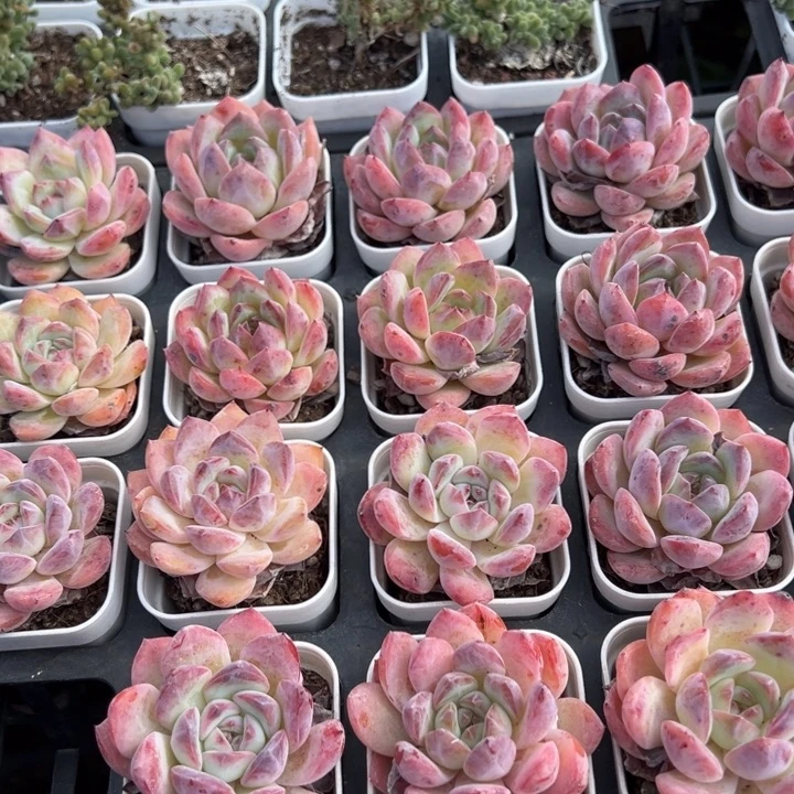 草莓杏仁瑕疵款一颗量拍多肉满20元包邮满26送一颗下午发