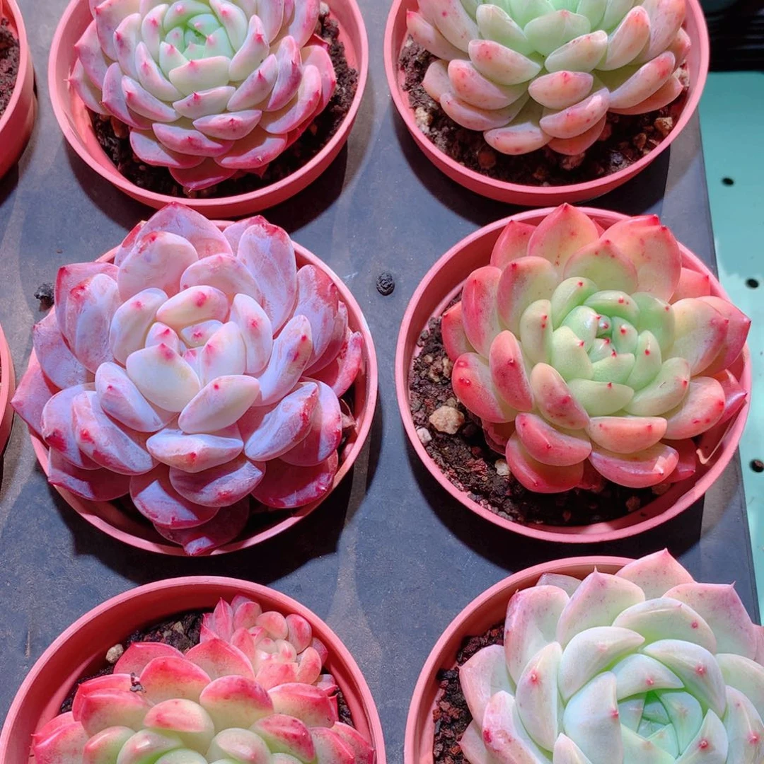 1量拍品质保证多肉带盆9颗全单头