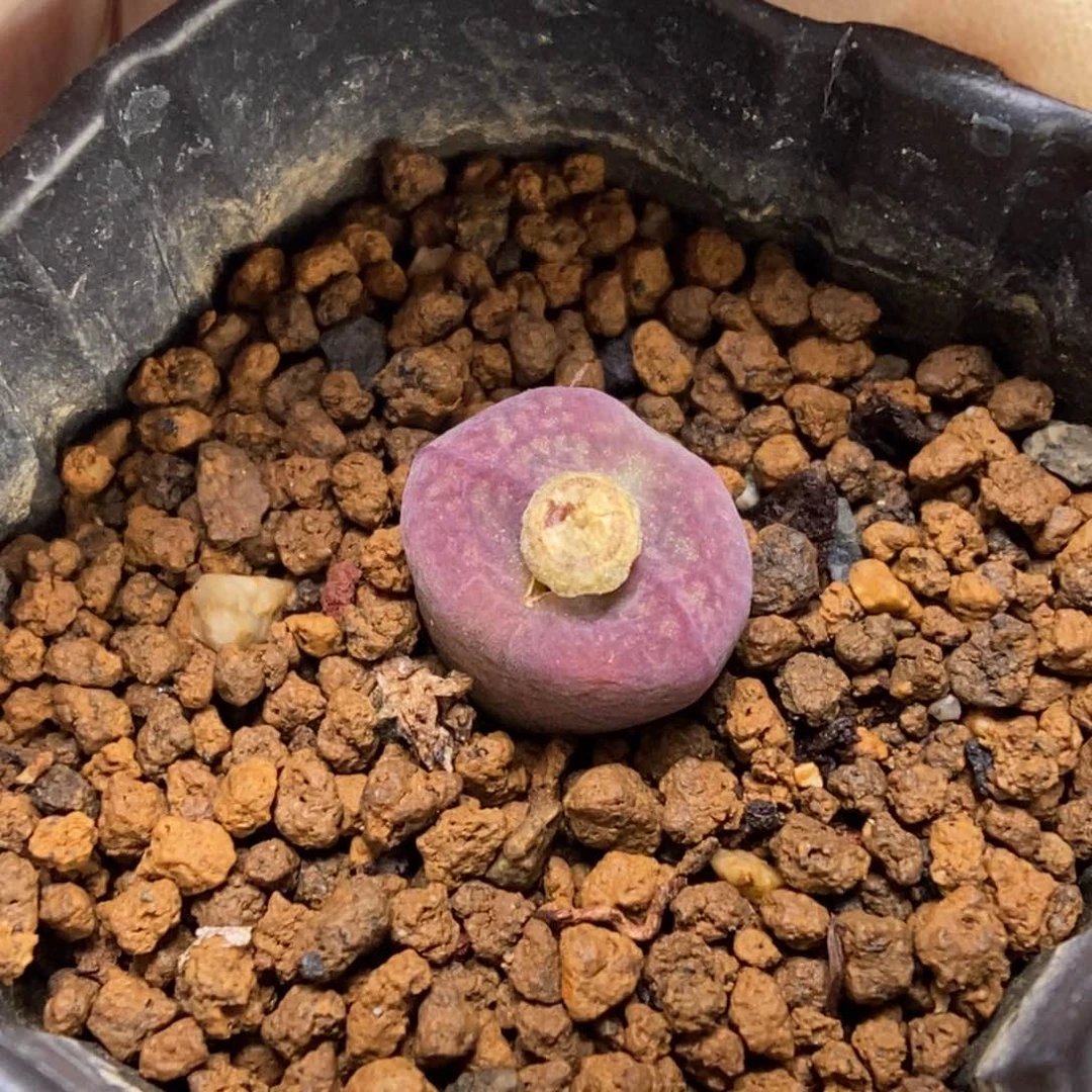 多肉植物肉锥杂交K-996