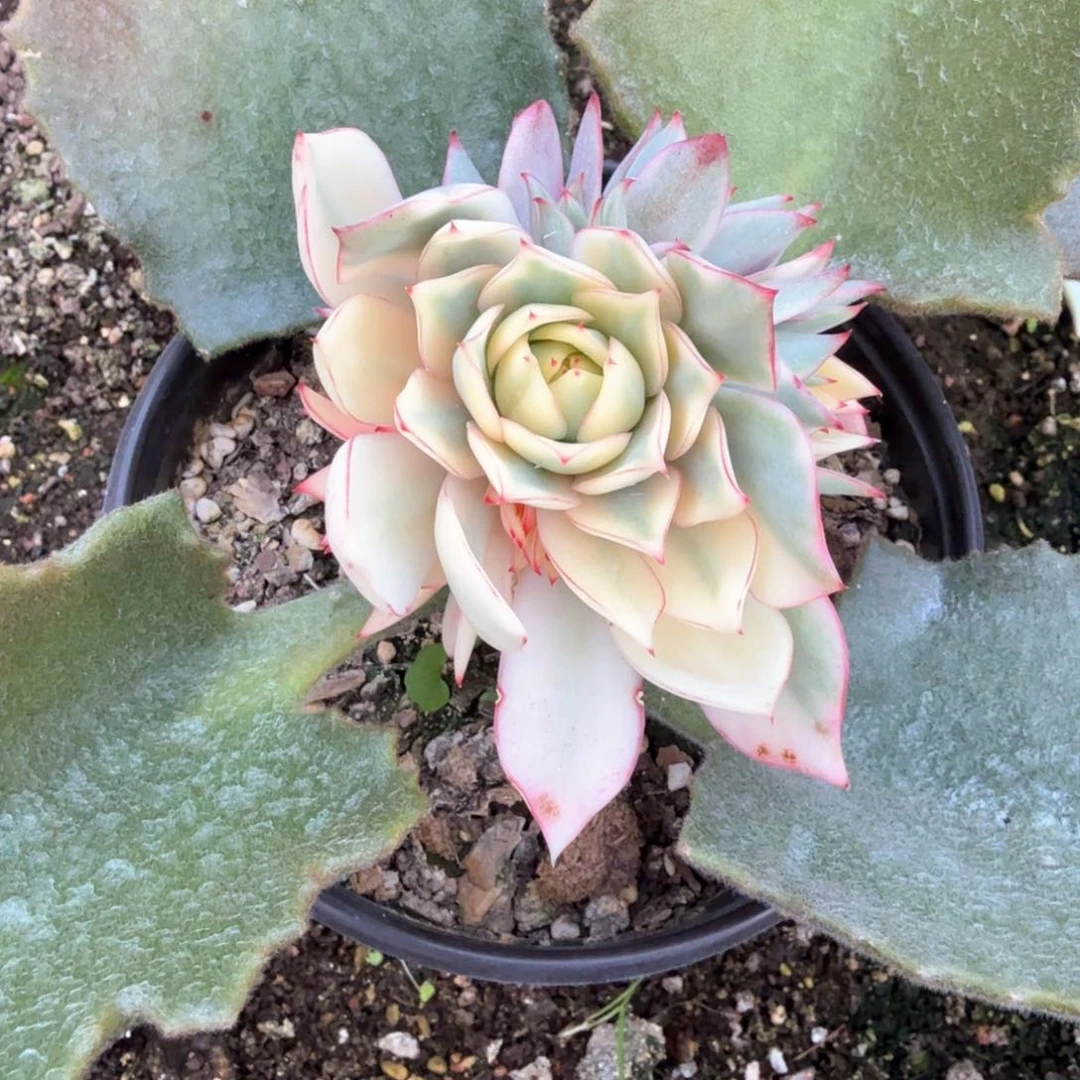 宝莲灯白锦郑州场多肉500