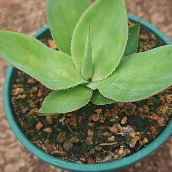 ucb精品龙舌兰精品龙舌兰