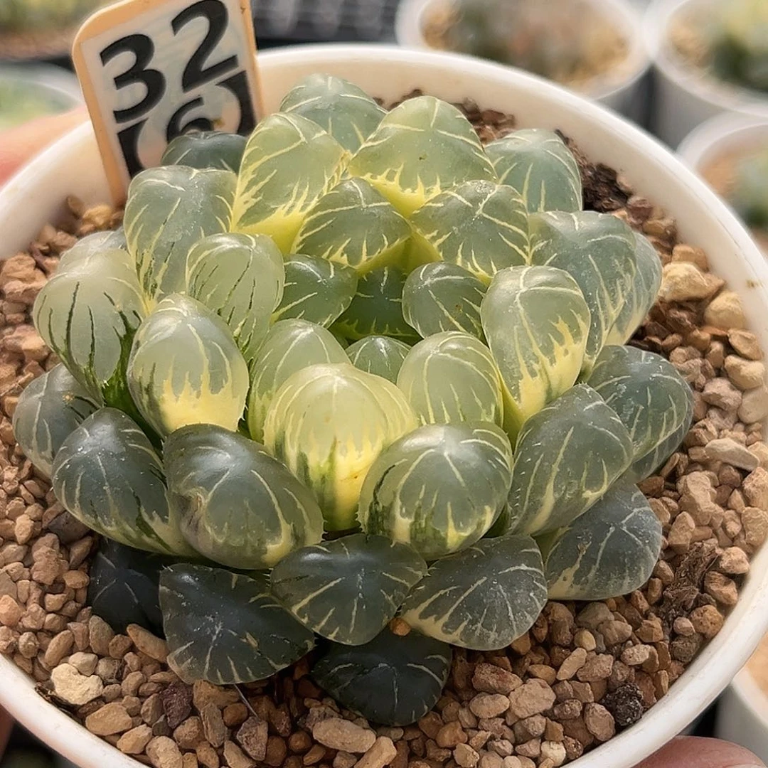 32糊斑湖水玉露锦福利