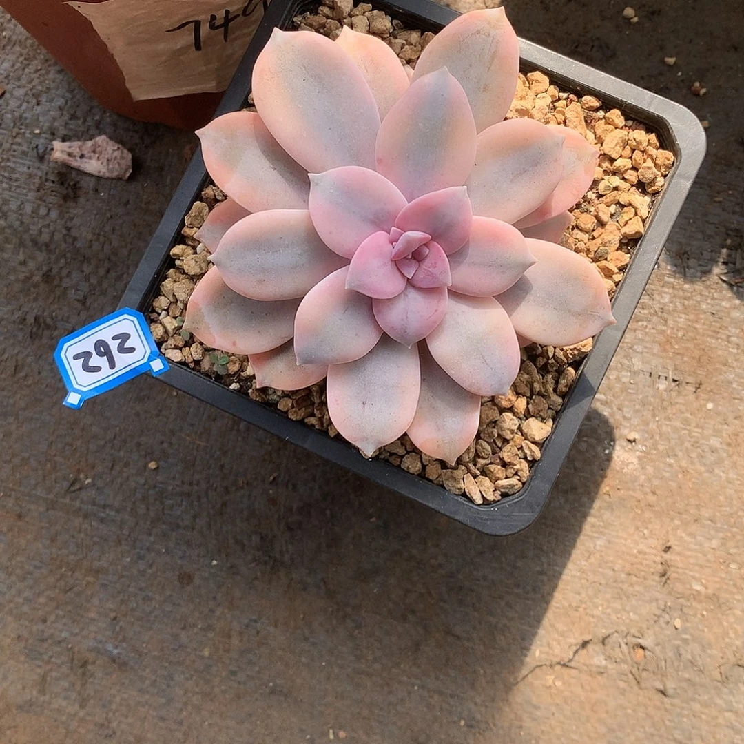 262风车锦 一物一拍多肉