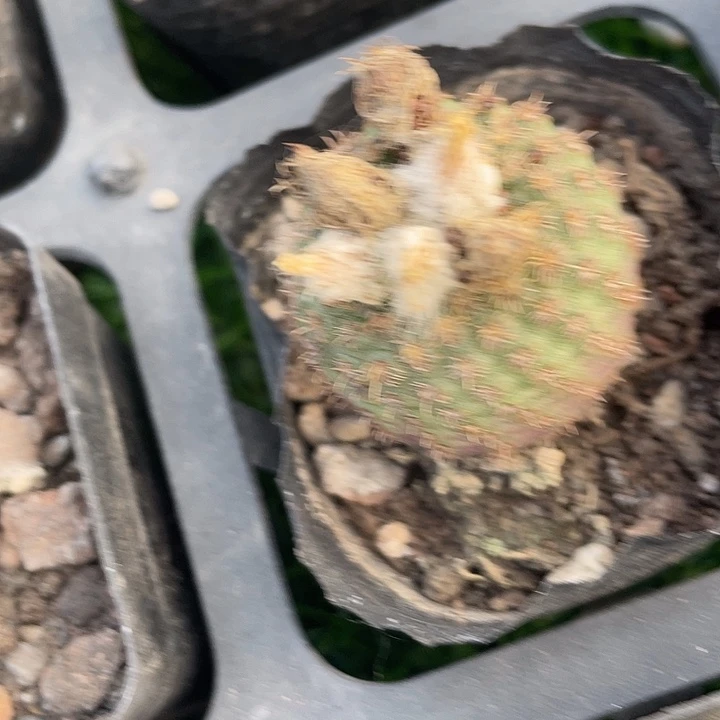 单头貂之子满25包邮