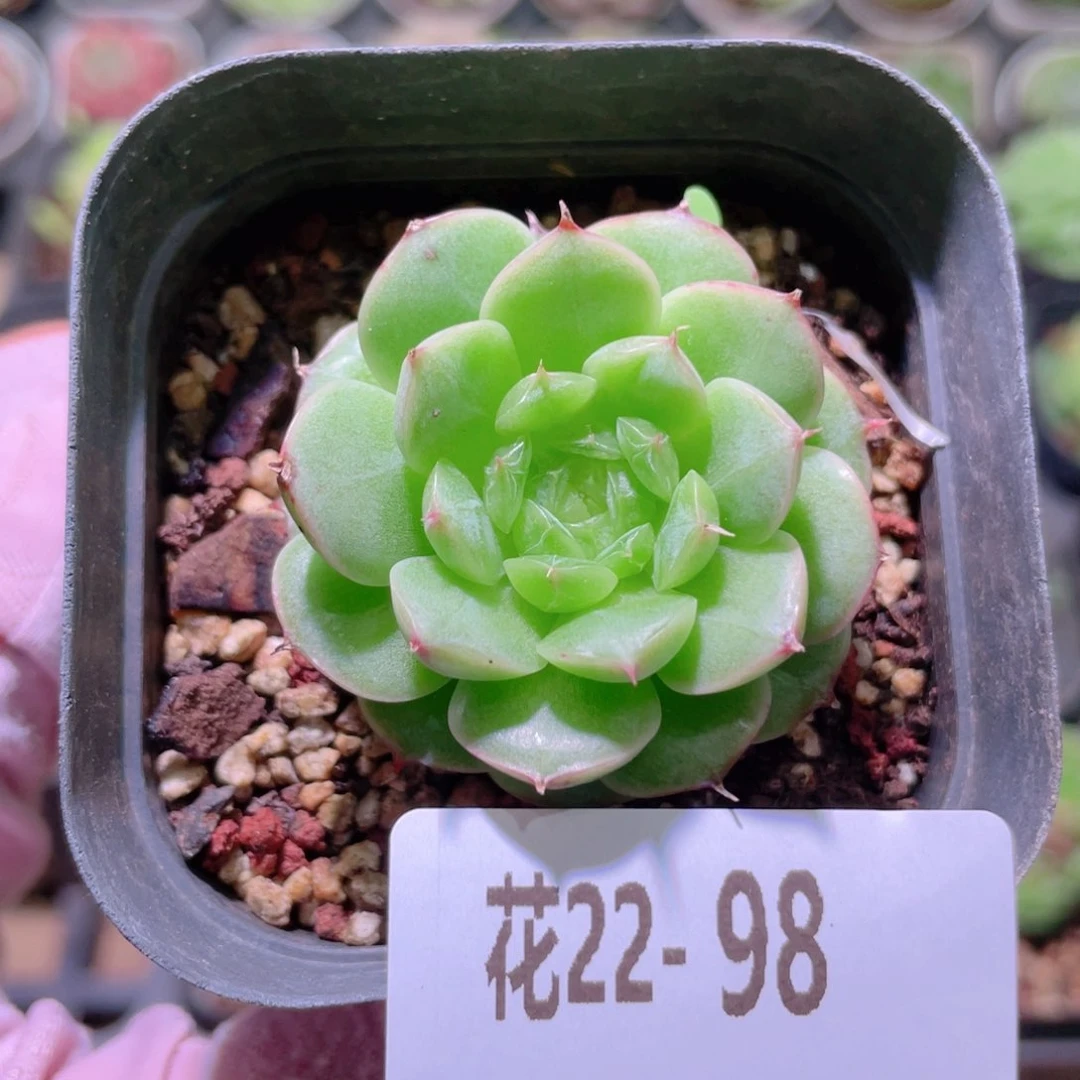 花利美22-98新品单头