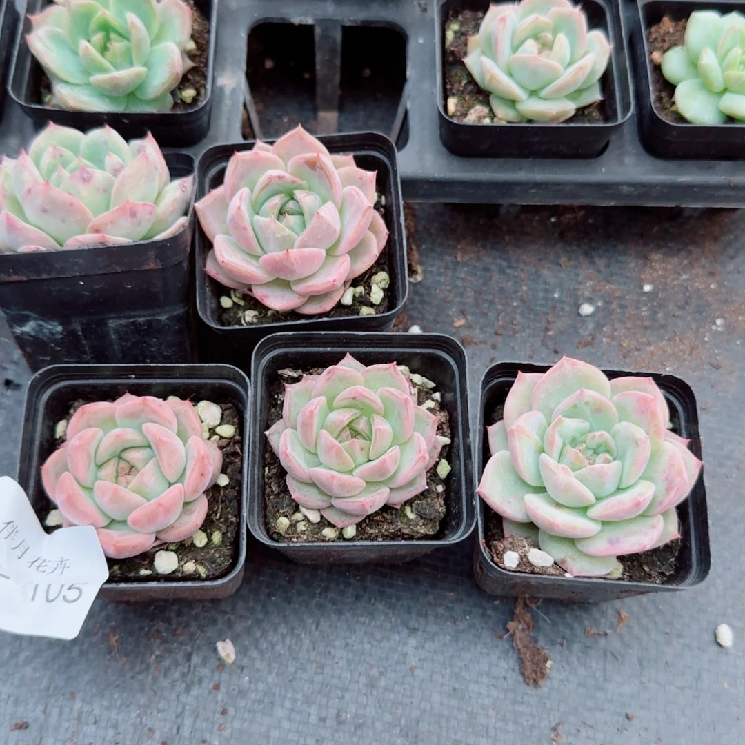 多肉杂交珍妮五颗量拍左一26-105