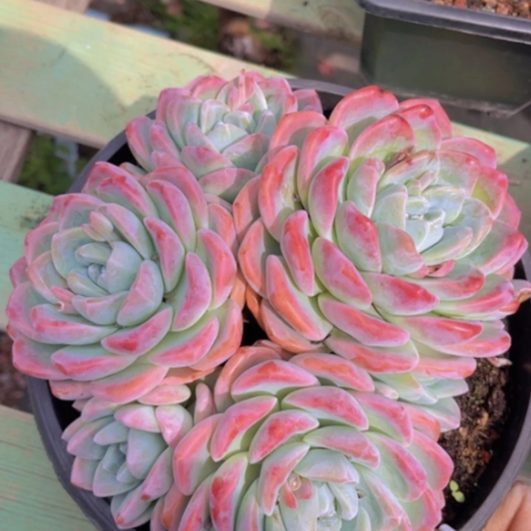 【闪购商品】冰玉29143