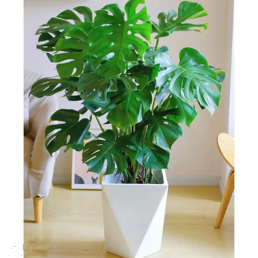 龟背竹老桩（原盆原土发货）四季好养室内绿植吸甲醛