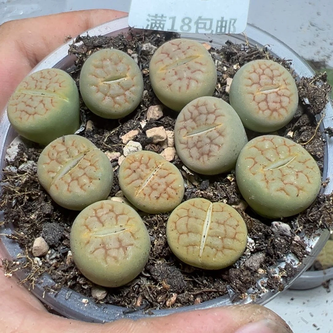 【闪购商品】 585。