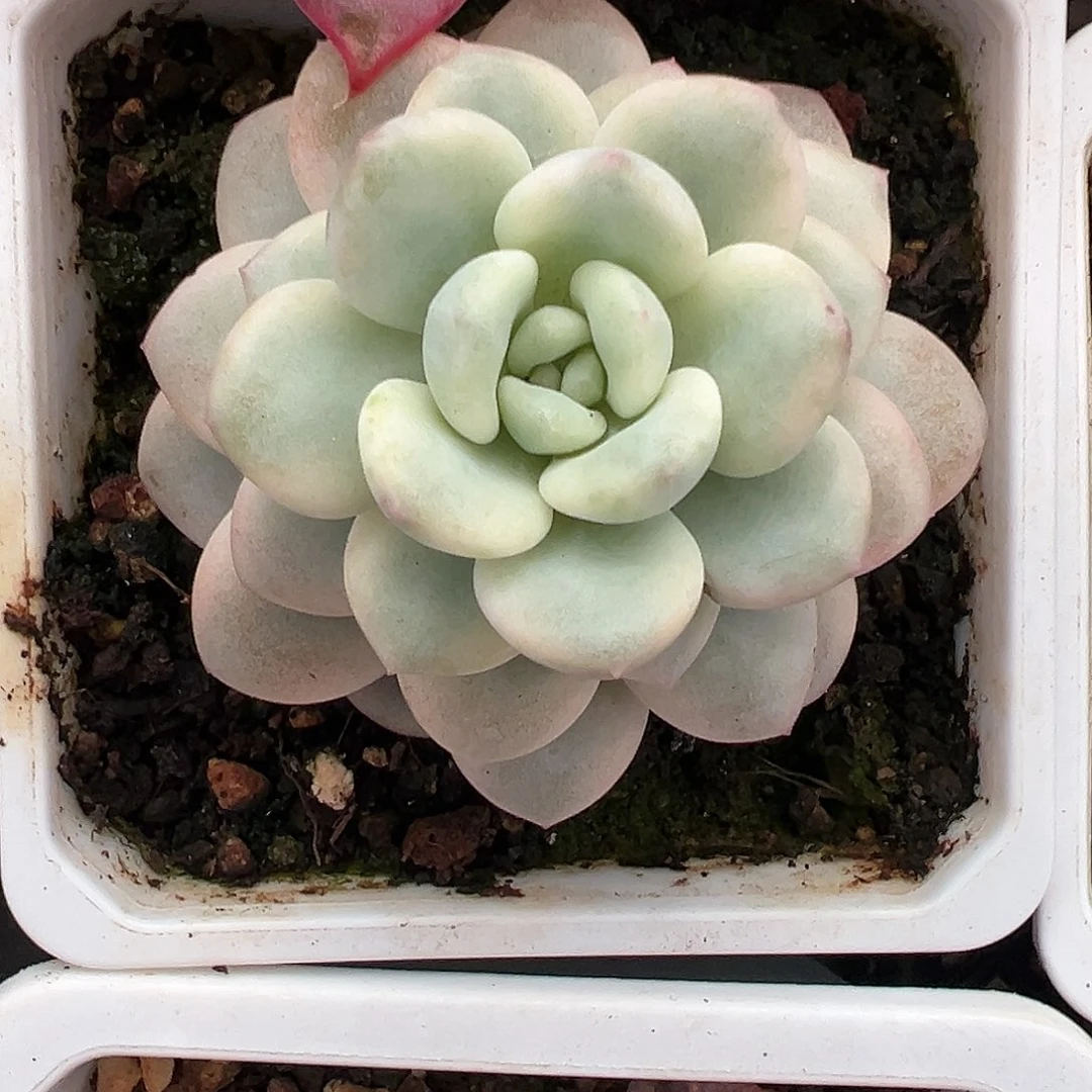 白马香水锦多肉植物