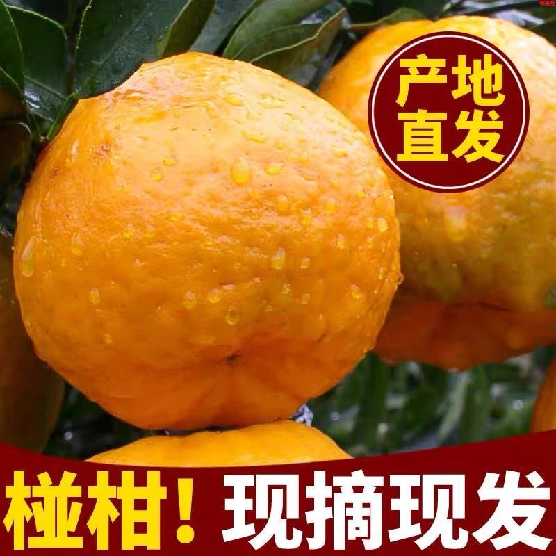 碰柑宣恩李家河碰柑