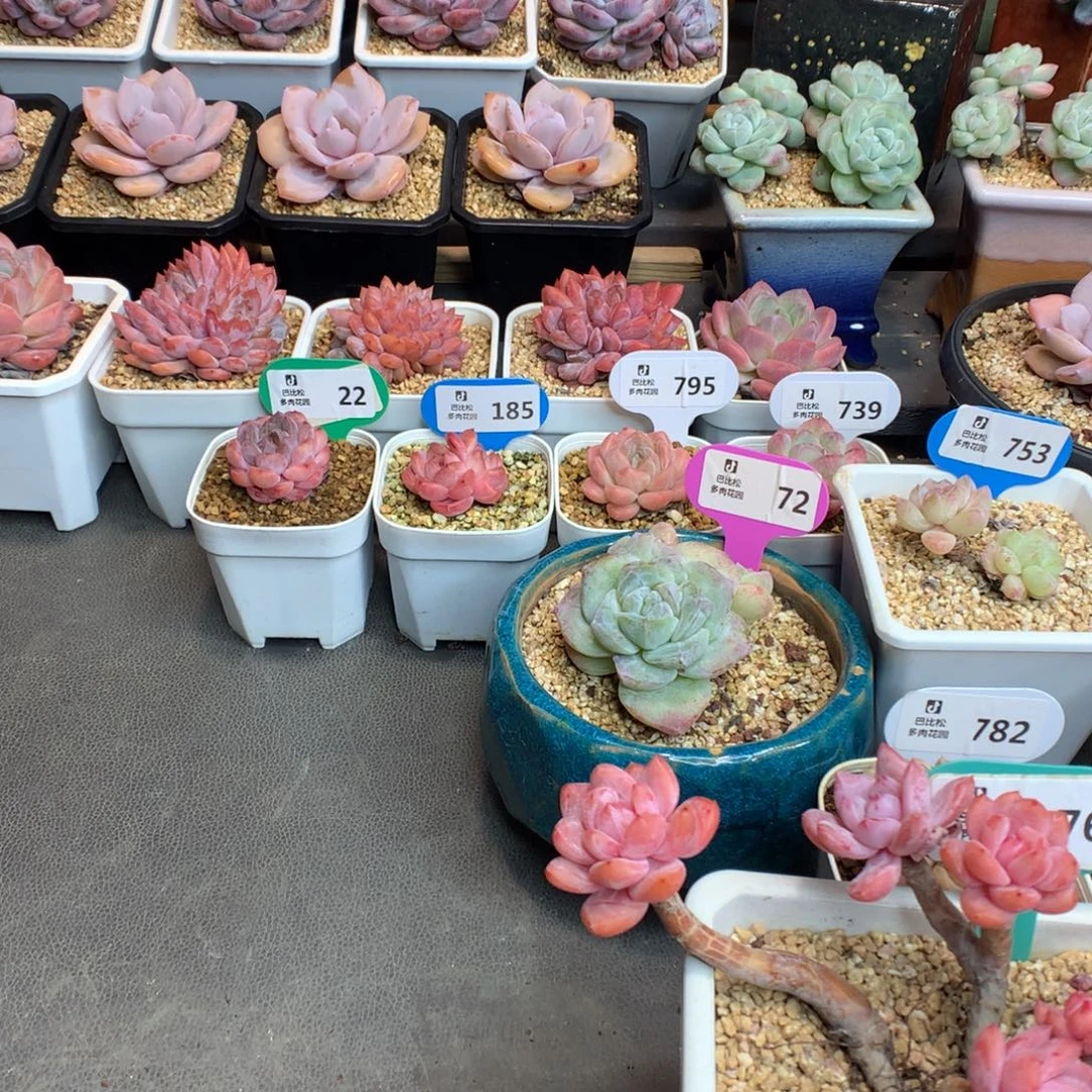 …***一物一拍多肉植物