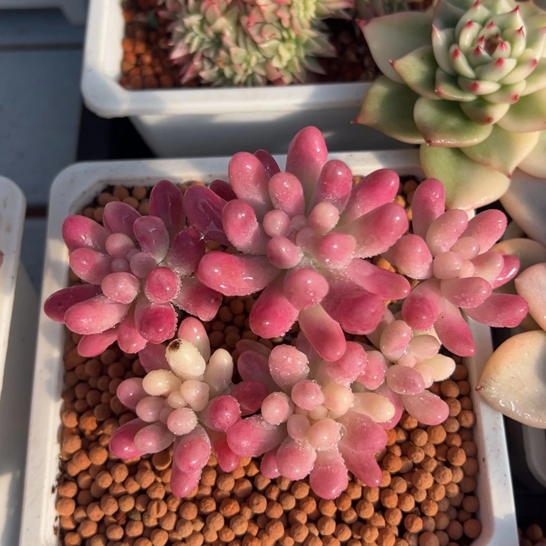 果冻乙女心锦，不石化群生