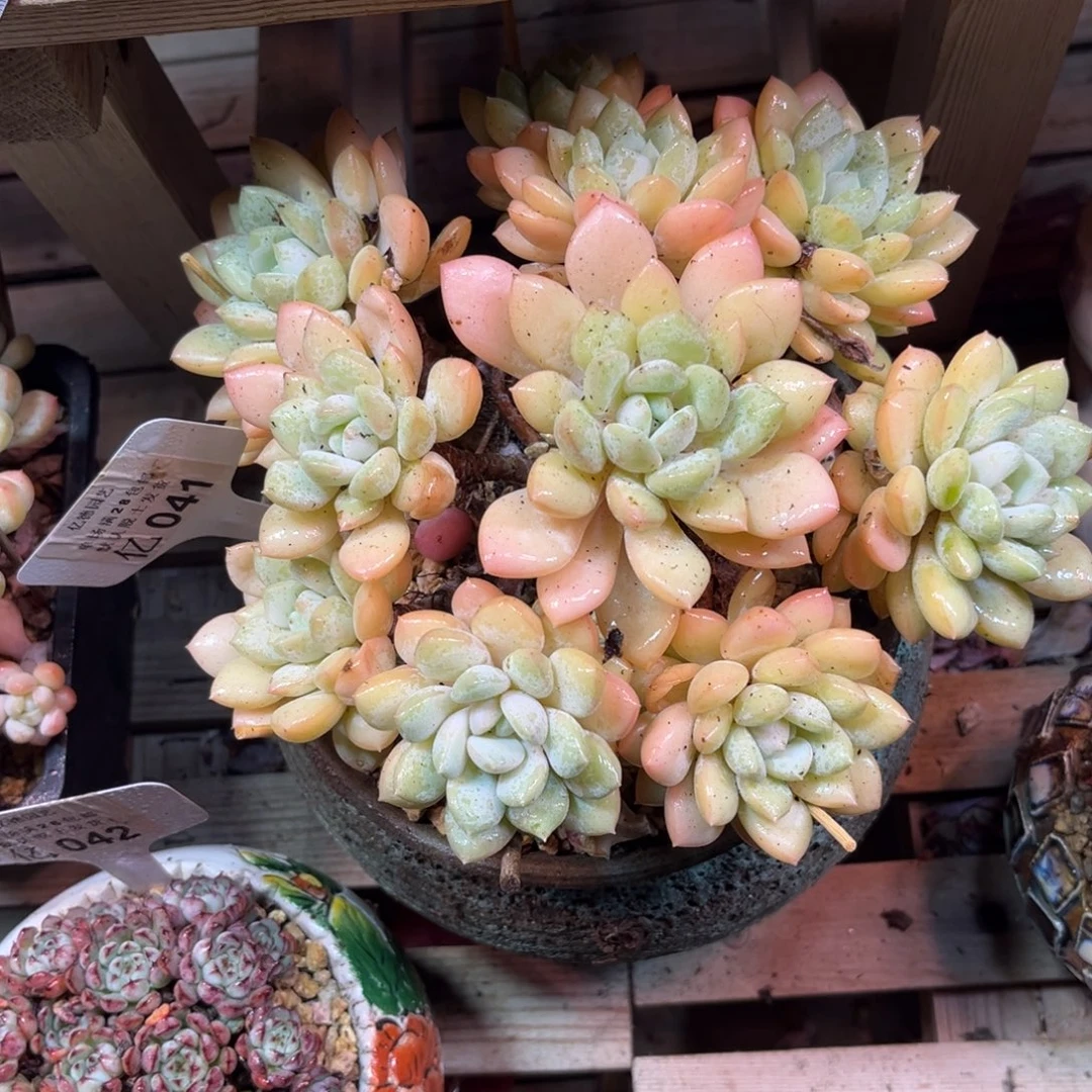玉兔多肉植物fuzejinnn