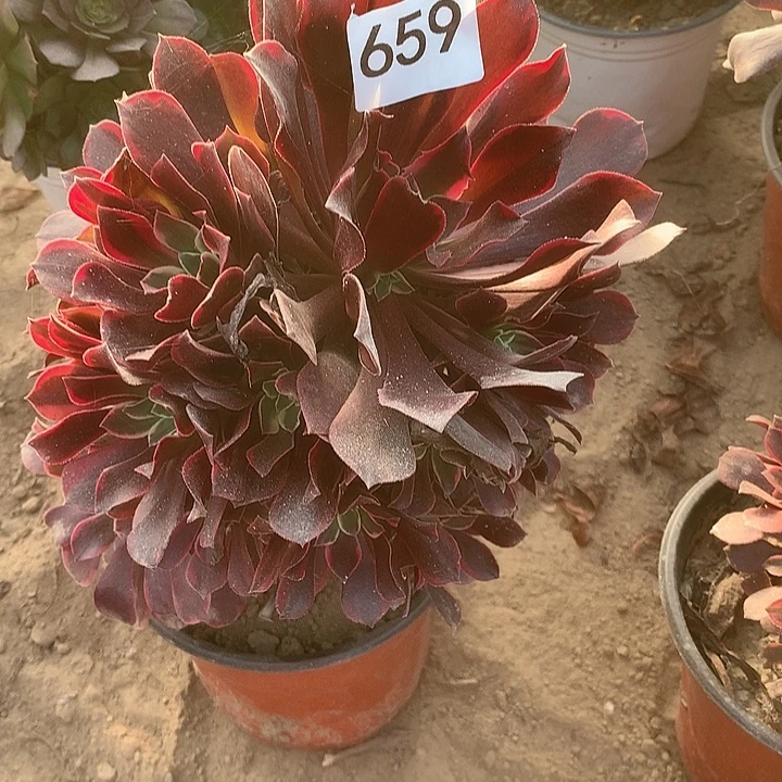 无花朵659金丝缺北