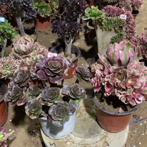 两颗法师一物一拍