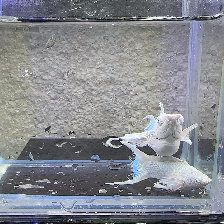 孔雀鱼瓷白钻眼玛丽（29号）