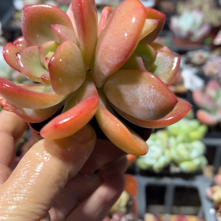 奶茶多肉植物多肉植物30