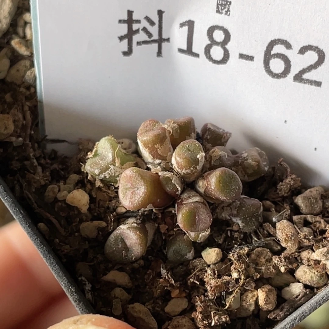 18-62猪鼻子多肉植物