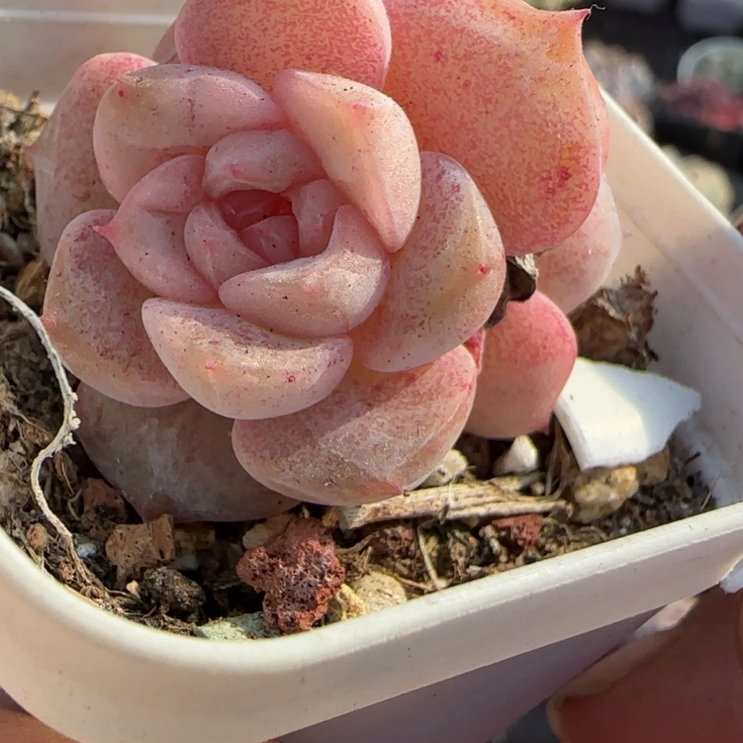 多肉小卡拉米糖心一物一拍