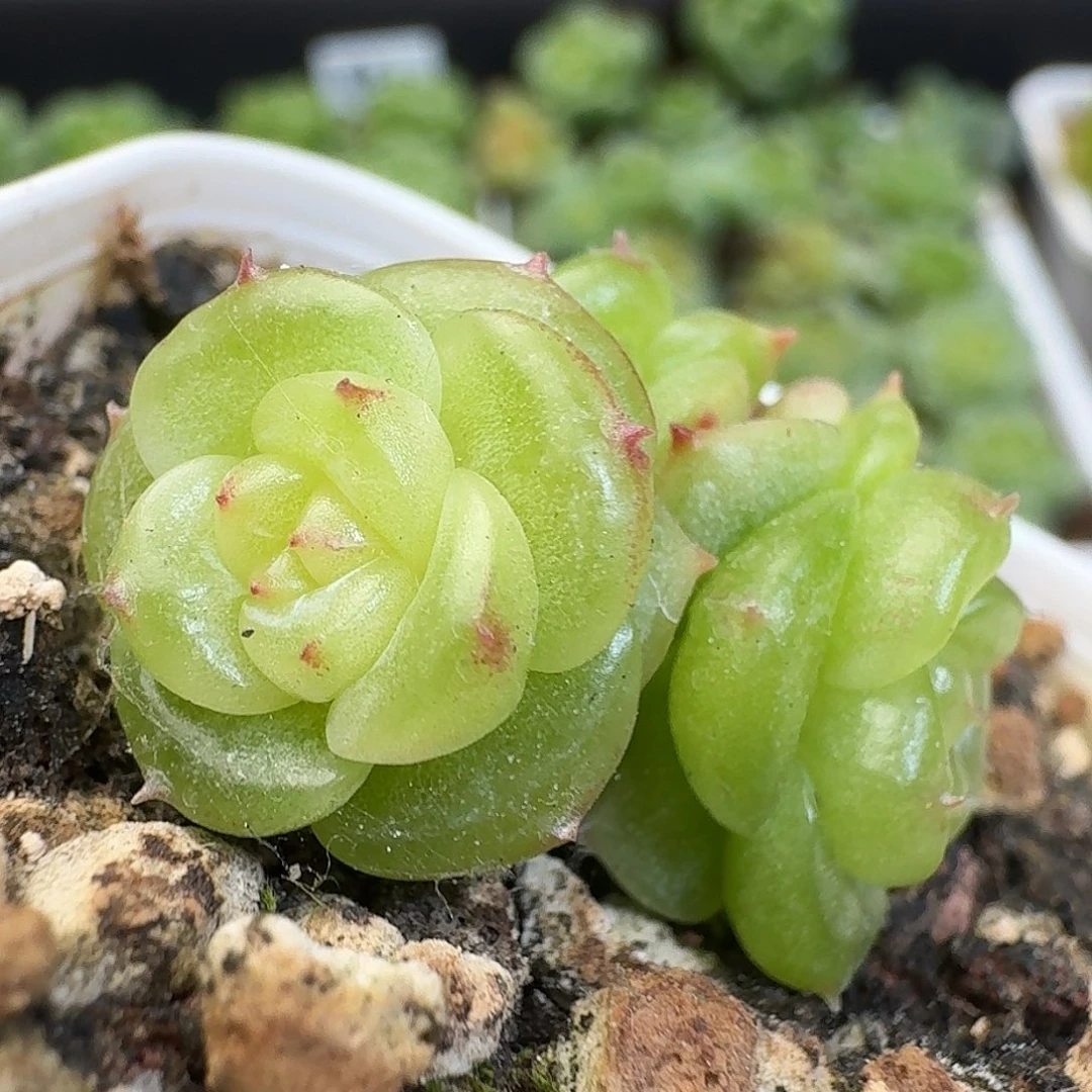 一物一拍一物一拍917-590