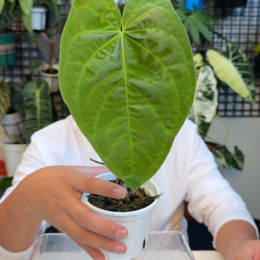 完全开放P126蝠鲼杂papi