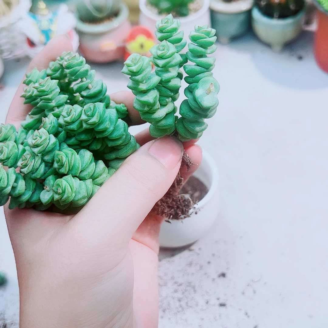 钱多多多肉植物8颗