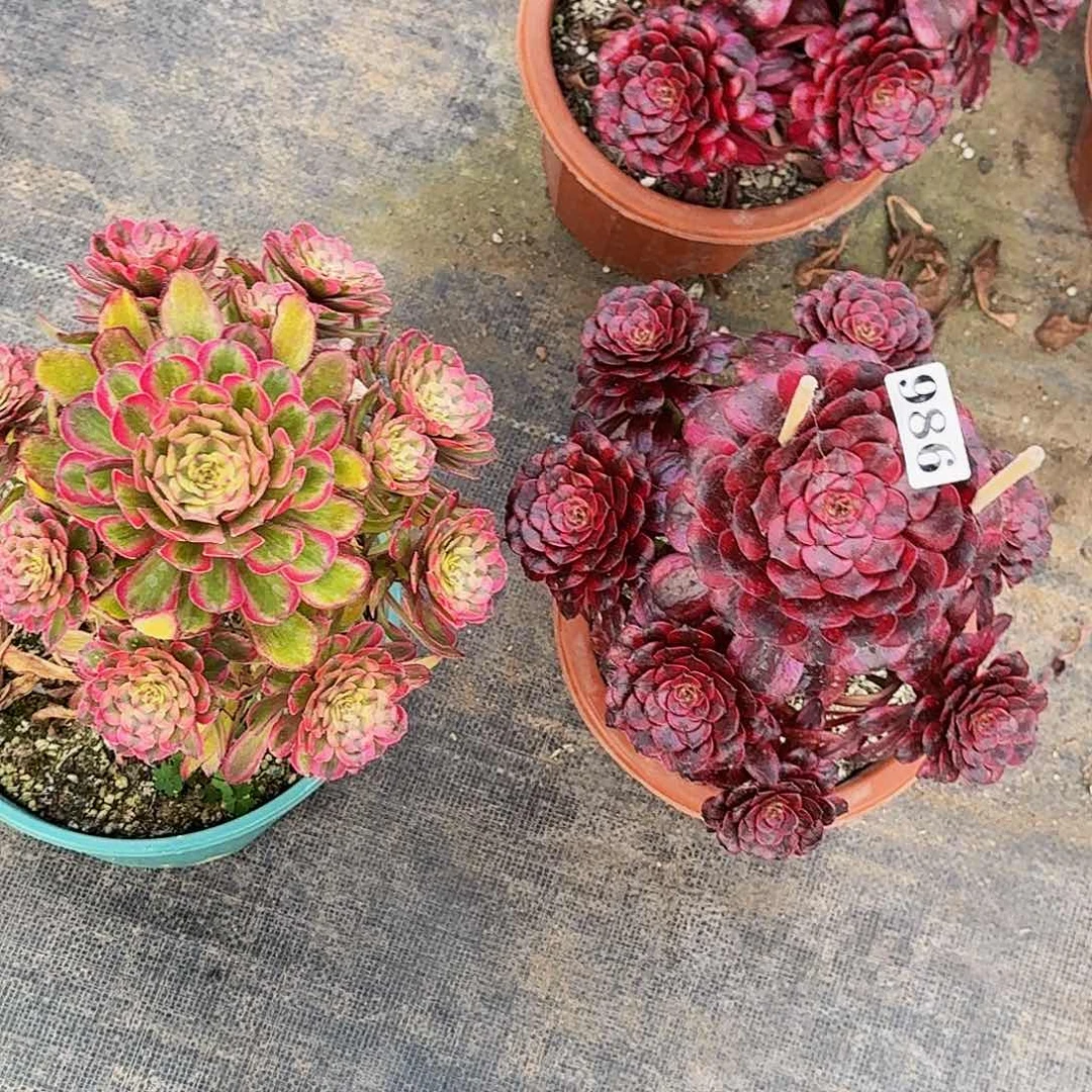 986两颗半木质桩