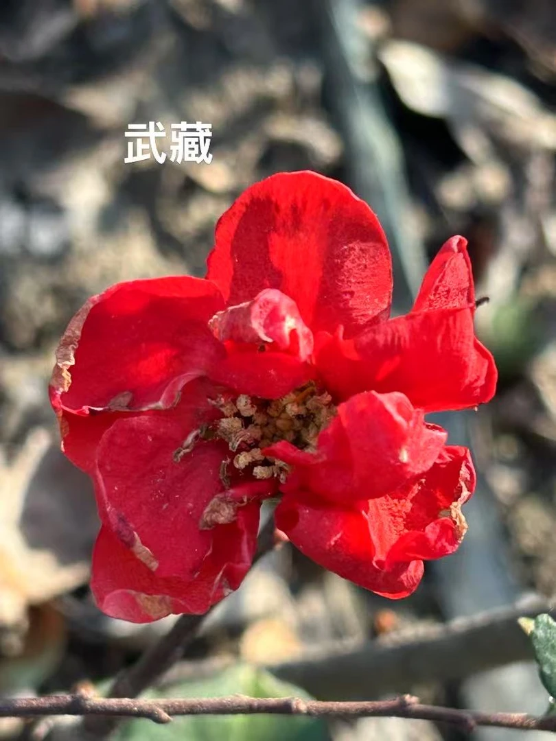 【武臧】武臧海棠花原生苗