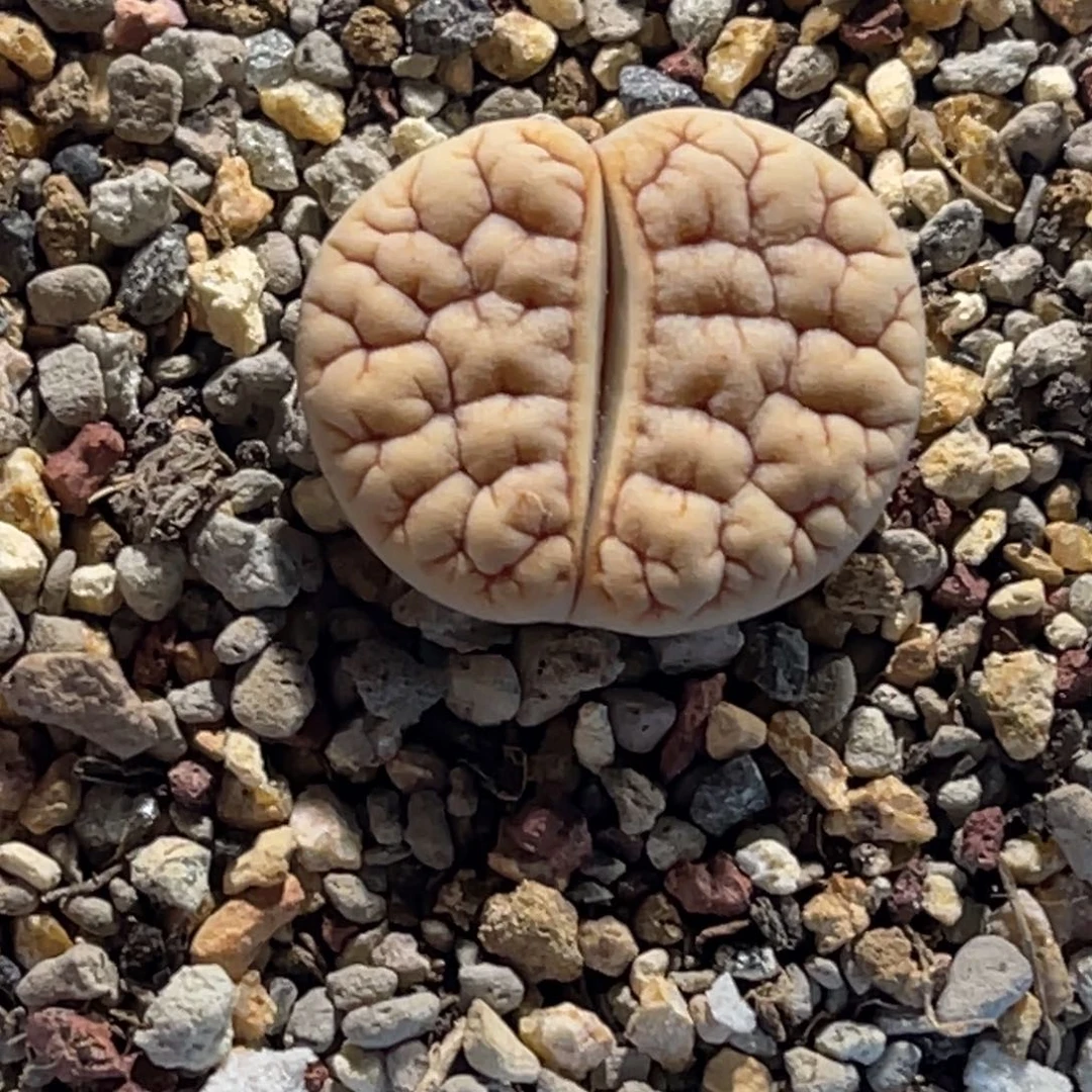 4173白底凹凸拿铁189尺寸2.2