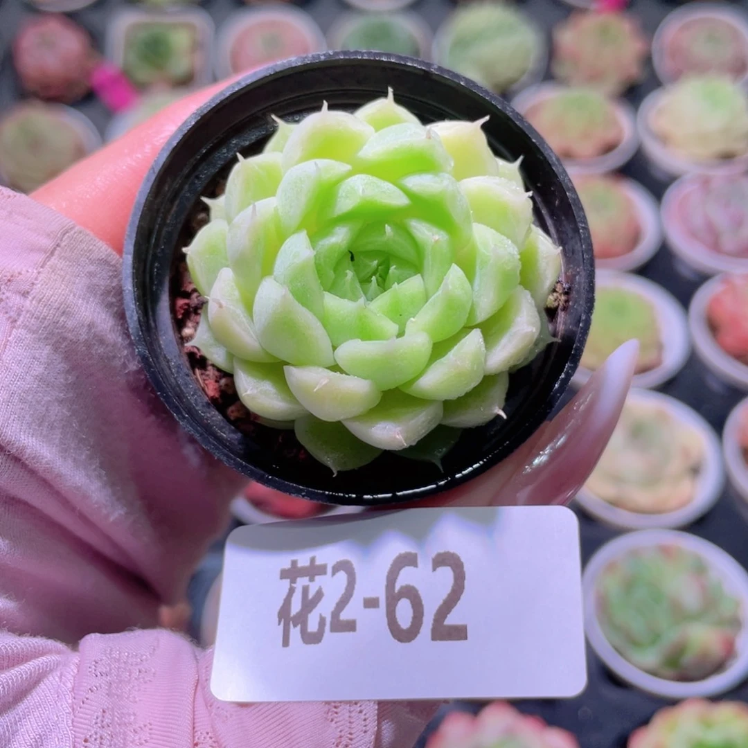 花利美2-62麦秆单头