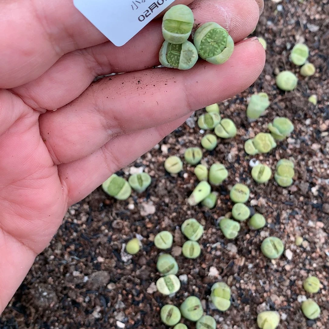 薄*D81多肉植物保护研究所