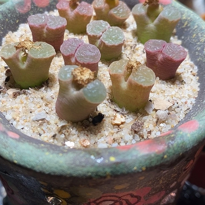鲑鱼粉风铃一颗。
